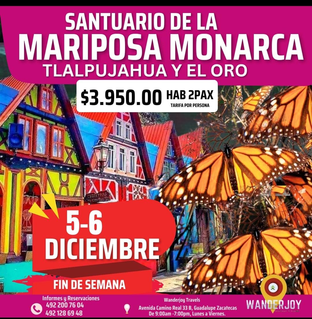MARIPOSA MONARCA, TLALPUJAHUA & EL ORO